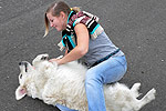 Galeria Golden Retriever