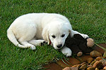 Galeria Golden Retriever