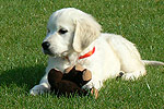 Galeria Golden Retriever