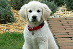 Galeria Golden Retriever