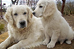 Galeria Golden Retriever