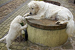 Galeria Golden Retriever