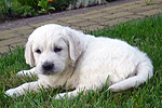 Galeria Golden Retriever