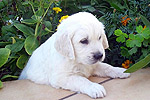 Galeria Golden Retriever