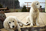 Galeria Golden Retriever