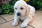 Galeria Golden Retriever