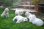 Galeria Golden Retriever
