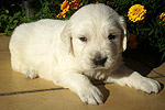 Galeria Golden Retriever