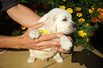 Galeria Golden Retriever