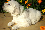 Galeria Golden Retriever