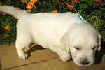 Galeria Golden Retriever