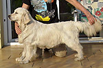 Galeria Golden Retriever