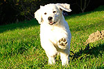 Galeria Golden Retriever