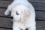 Galeria Golden Retriever