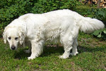 Galeria Golden Retriever