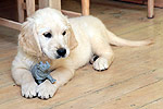 Galeria Golden Retriever