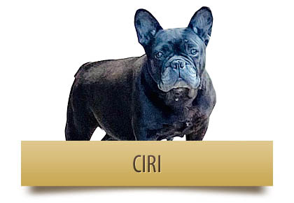 CIRI