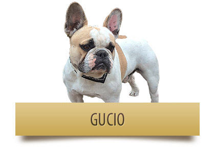 gucio