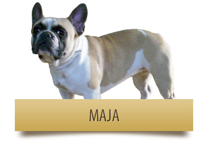 Maja