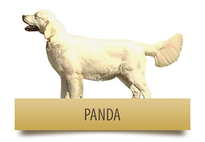 PANDA