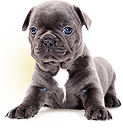 Buldog Francuski